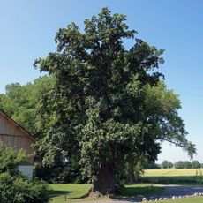 Schlosseiche bei Eisolzried