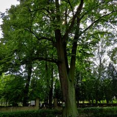 Lípa ve vstupním prostoru hřbitova v Opočně