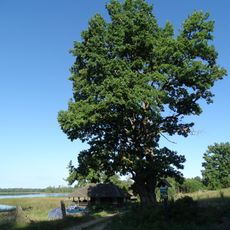Karpakėlio pirmasis ąžuolas