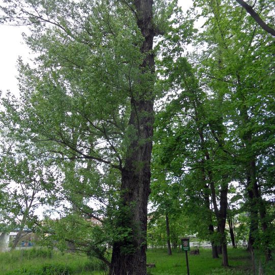 Topol černý v Poděbradech 2