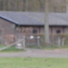 Hydepark: Varkensstal