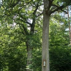 Silberne Eiche, Schönberg am Kamp