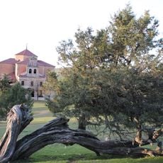 Sabinar de Moral de Hornuez