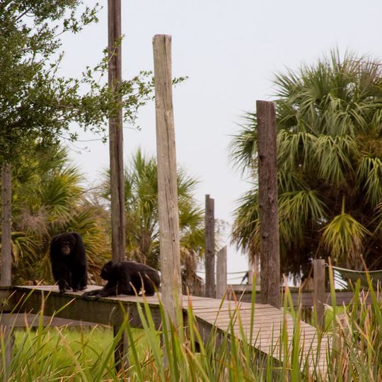 Save the Chimps