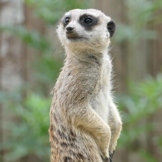 Zoo d'Upie - Le jardin aux oiseaux