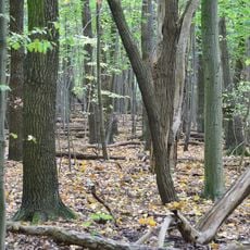 King Jan Sobieski nature reserve