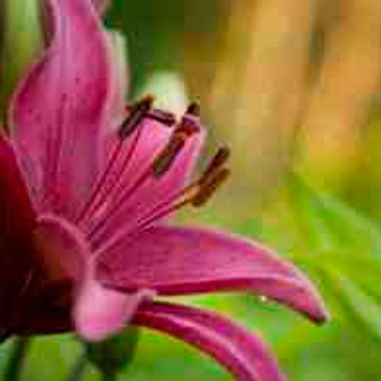 New Brunswick Botanical Garden