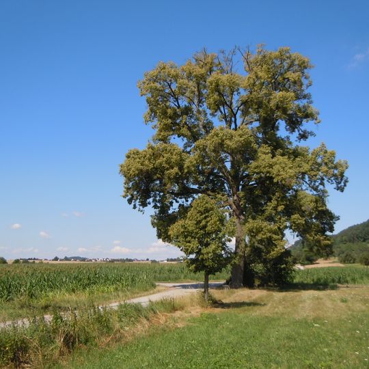 2 Linden an der Römerstraße