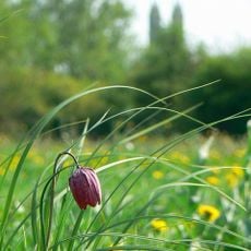 North Meadow, Cricklade