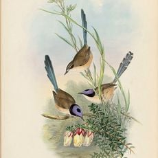 Marion Downs Sanctuary