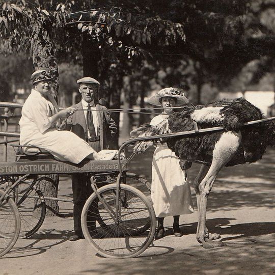 Cawston Ostrich Farm