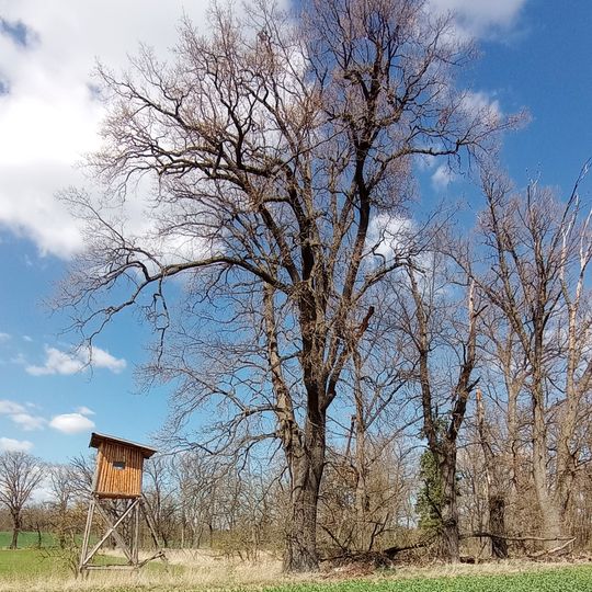 Památný dub letní severozápadně od dvora Vondrov