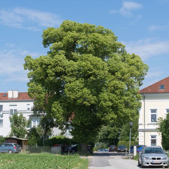 Linde in Berg bei Ansfelden
