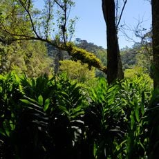 Ibirama's National Forest