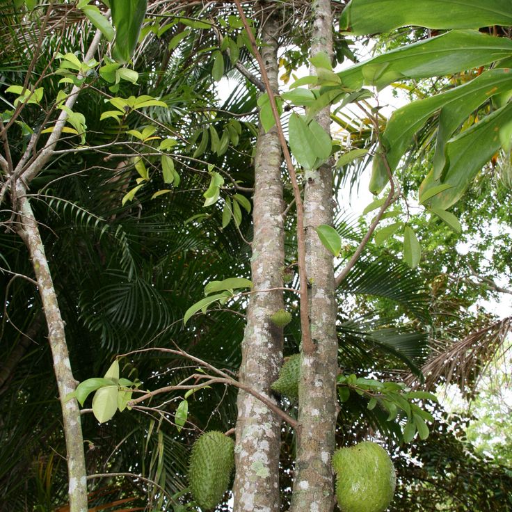 Giardino Botanico di Ua Huka