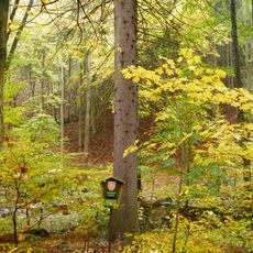 Smrky u Prunéřovského potoka