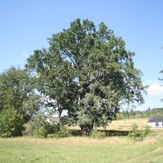Valíček's oak