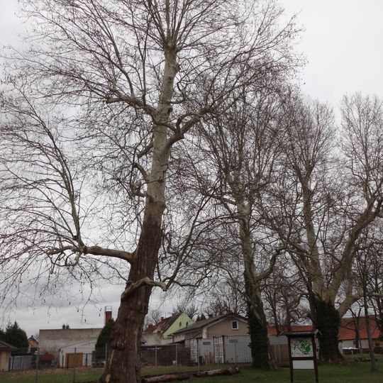 Platanen am Sportplatz