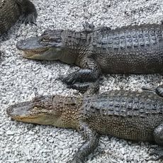 Arkansas Alligator Farm and Petting Zoo