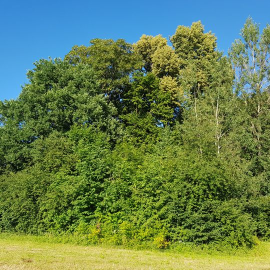 Lípa srdčitá, habr obecný a javor klen