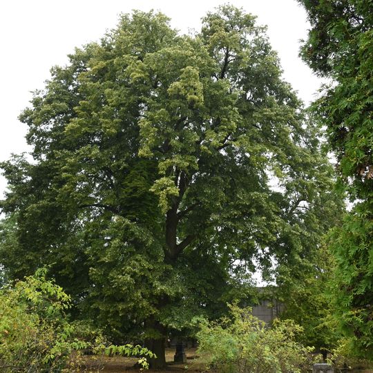 Tilia cordata, Nebužely