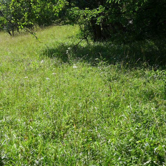 Weinberg bei Holenberg