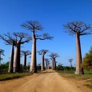 Discover Madagascar: baobabs, stone forests, and nature sanctuaries