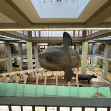 Zoological collection of University of Bologna, Italy