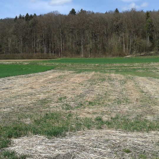 Weier, neolithic shore settlement