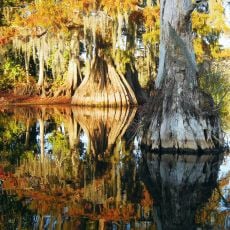 Chicot State Park