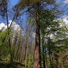Naturdenkmal Fichte bei Chursdorf in Mittelsachsen