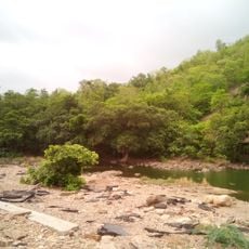 Polo forest