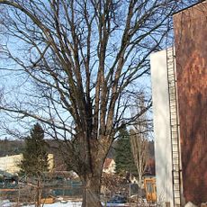 Javor v plynárnách