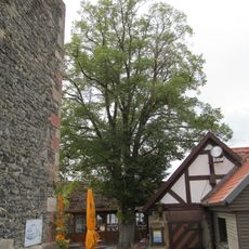 2 Linden in Homberg (Efze)