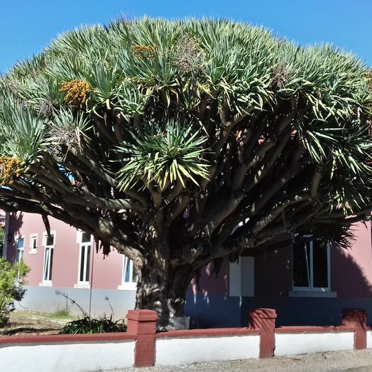 Árvore isolada em Academia Militar da Amadora