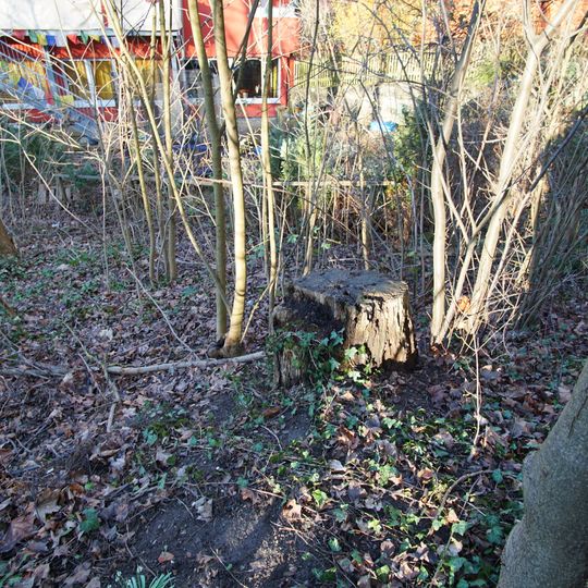 Esche im Kirchengemeindegarten