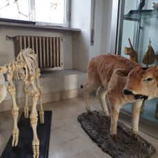 Museo di anatomia veterinaria