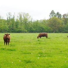 NSG Hansdorfer Brook