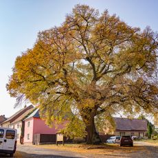 Mšenská lípa 1