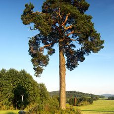 Borovice lesní v Lipové