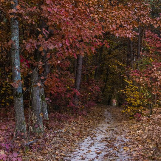 Rokytnianska Dibrova