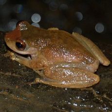 Dinden National Park