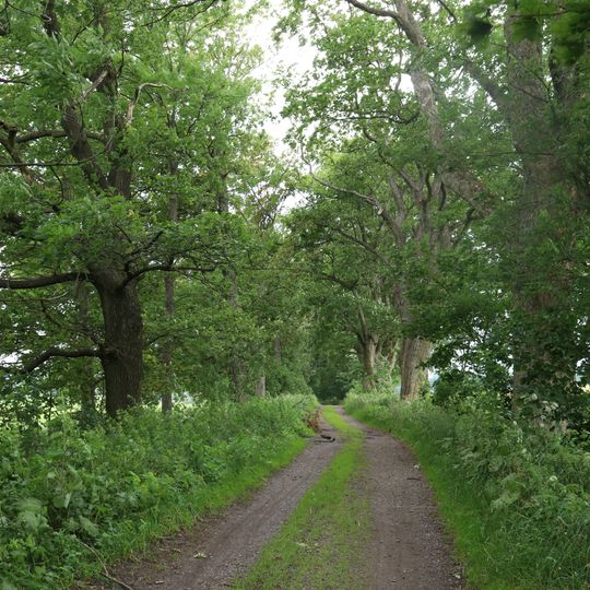 Alej od státního statku Rokytnice v Orl. horách k Novému dvoru