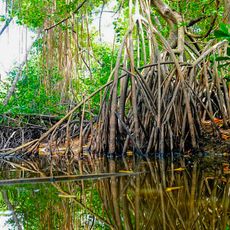 Lesser Antilles mangroves
