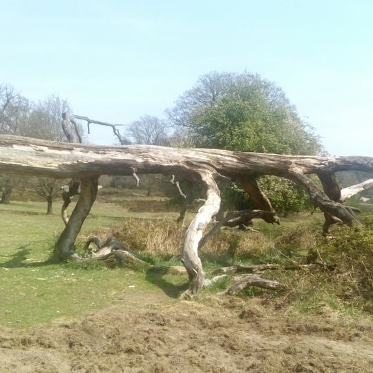 NSG Wahner Heide im Rhein-Sieg-Kreis