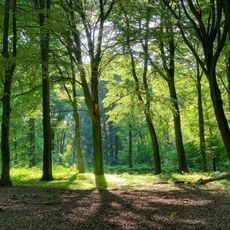 LSG-Westerholter Wald / Loechterheide