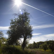 Apple tree from Bošáca