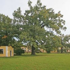 Dub letní (Quercus robur) 2 ks