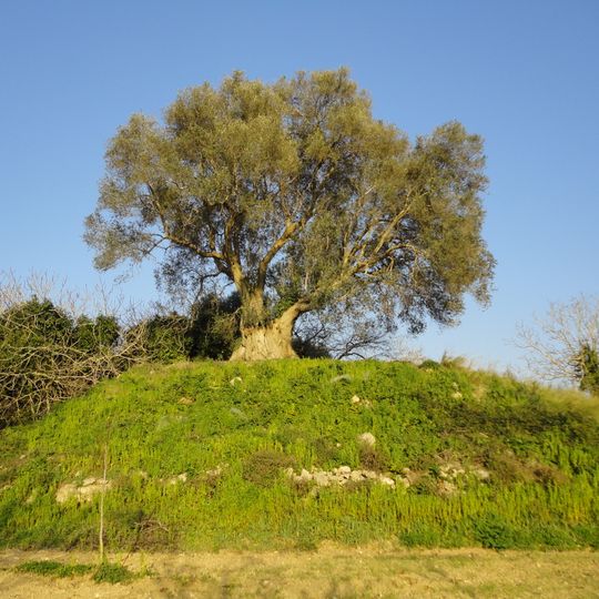 Motta di Specchia Torricella