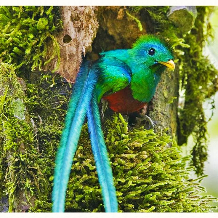 Biotopo del Quetzal